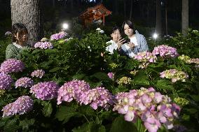 Hydrangea flowers at Kyoto temple