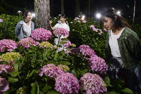 Hydrangea flowers at Kyoto temple