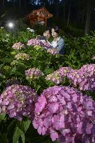 Hydrangea flowers at Kyoto temple