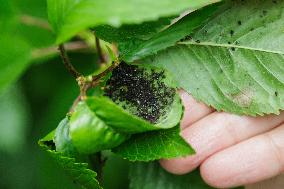 Fruit Aphids