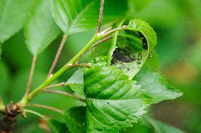 Fruit Aphids