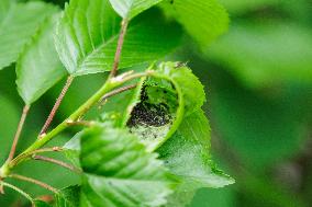 Fruit Aphids