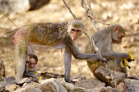 Macaques On A Hot Summer Day - India