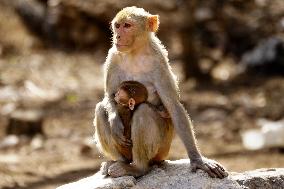 Macaques On A Hot Summer Day - India