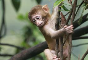 #CHINA-HUNAN-ZHANGJIAJIE-MACAQUE (CN)