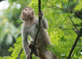 #CHINA-HUNAN-ZHANGJIAJIE-MACAQUE (CN)