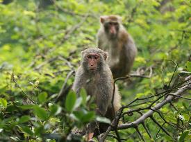 #CHINA-HUNAN-ZHANGJIAJIE-MACAQUE (CN)