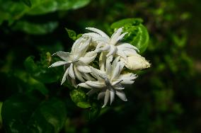 Jasmine ‘Belle Of India’ (Jasminum Sambac)