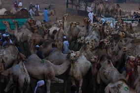 Berqash Camel Market