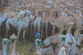 Burgash Camel Market