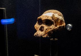SOUTH AFRICA-GAUTENG-"CRADLE OF HUMANKIND"