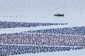 Marine Farming in Fuzhou