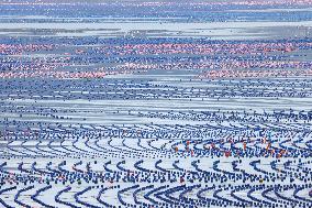 Marine Farming in Fuzhou