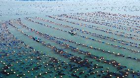 Marine Farming in Fuzhou