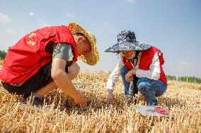A Harvest Competition in Lianyungang