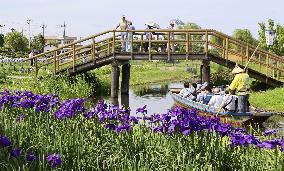 Japanese irises bloom at Chiba park