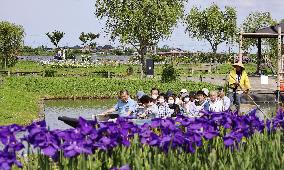 Japanese irises bloom at Chiba park