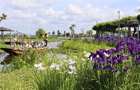 Japanese irises bloom at Chiba park