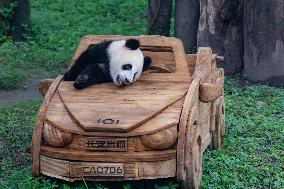 Giant Panda in Chongqing Zoo