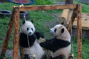 Giant Panda in Chongqing Zoo