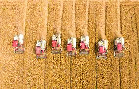 Wheat Harvest in Huai 'an