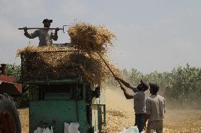 LEBANON-AKKAR-WHEAT HARVEST