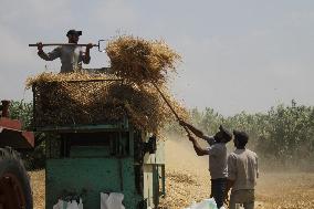 LEBANON-AKKAR-WHEAT HARVEST