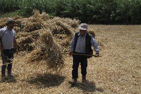 LEBANON-AKKAR-WHEAT HARVEST