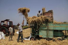 LEBANON-AKKAR-WHEAT HARVEST