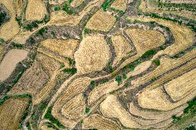 Landscape of Loess Terraces After Wheat Harvest in Yuncheng
