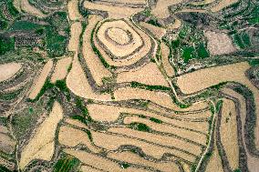 Landscape of Loess Terraces After Wheat Harvest in Yuncheng