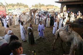 Burgash Camel Market