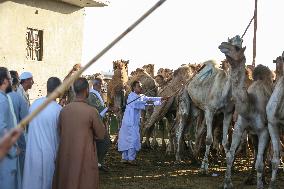 Burgash Camel Market