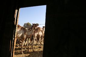 Burgash Camel Market