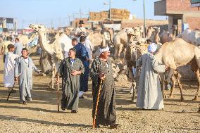 Burgash Camel Market