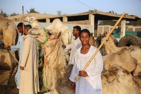 Burgash Camel Market