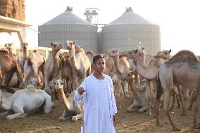 Burgash Camel Market