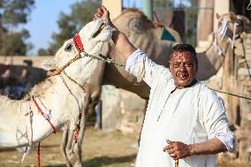 Burgash Camel Market