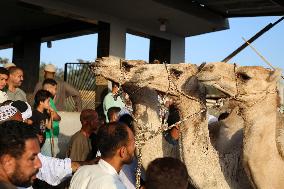 Burgash Camel Market