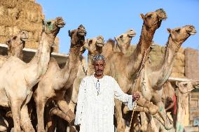 Burgash Camel Market