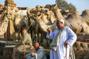 Burgash Camel Market