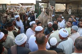 Burgash Camel Market