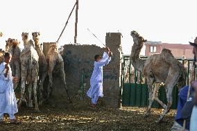 Burgash Camel Market