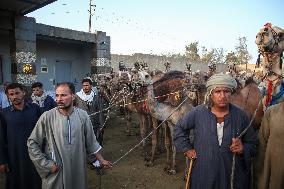 Burgash Camel Market