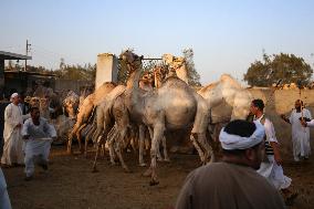 Burgash Camel Market