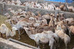 Burgash Camel Market