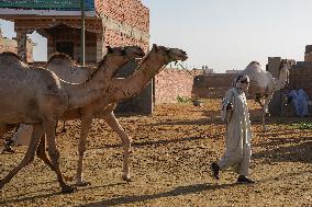 Burgash Camel Market