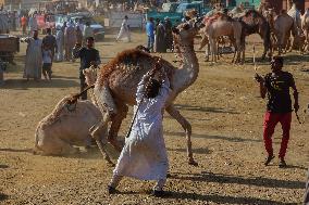 Burgash Camel Market