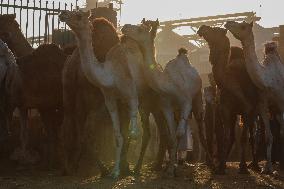 Burgash Camel Market