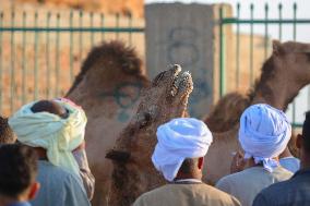 Burgash Camel Market